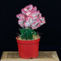 彩麒麟带盆种植好两盆 多肉植物彩麒麟盆栽仙人掌室内客厅吸甲醛花卉绿植盆栽玉麒麟