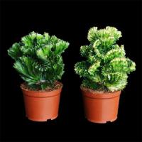 玉麒麟+金麒麟带盆种植好 多肉植物彩麒麟盆栽仙人掌室内客厅吸甲醛花卉绿植盆栽玉麒麟