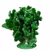 玉麒麟不含盆两颗 多肉植物彩麒麟盆栽仙人掌室内客厅吸甲醛花卉绿植盆栽玉麒麟