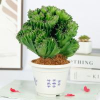 玉麒麟带盆种植好一盆 多肉植物彩麒麟盆栽仙人掌室内客厅吸甲醛花卉绿植盆栽玉麒麟