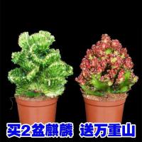 红沙麒麟+金麒麟带盆种植好 多肉植物彩麒麟盆栽仙人掌室内客厅吸甲醛花卉绿植盆栽玉麒麟