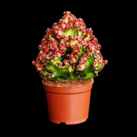 红沙麒麟带盆种植好一盆 多肉植物彩麒麟盆栽仙人掌室内客厅吸甲醛花卉绿植盆栽玉麒麟