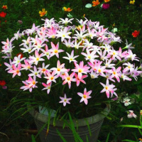 红花葱兰10个[送生根粉3包] [保证多年开花]风雨兰韭兰葱兰种球花种子花卉盆栽球根庭院植物