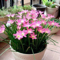 红花葱兰5个[送生根粉1包] [保证多年开花]风雨兰韭兰葱兰种球花种子花卉盆栽球根庭院植物