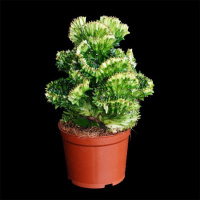 金麒麟带盆种植好 多肉植物彩麒麟盆栽仙人掌室内客厅吸甲醛花卉绿植盆栽玉麒麟