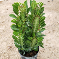 青龙骨多叉(30到45厘米高) 多肉植物彩麒麟盆栽仙人掌室内客厅吸甲醛花卉绿植盆栽玉麒麟