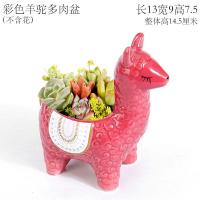 彩色羊驼多肉盆 中等 蓝色创意个性可爱羊驼小号迷你拇指动物摆件长条方形多肉花盆陶瓷