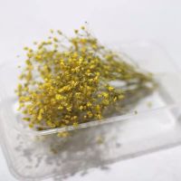 满天星黄色一份 永生花干花手工DIY材料压花相框幼儿园滴胶香薰蜡片贴画装饰藤圈