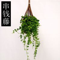 串钱藤+编织吊篮 百万心爱之蔓佛珠吊兰悬挂室内阳台壁挂垂吊藤蔓开花绿植四季长青