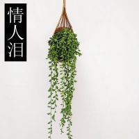 情人泪+编织吊篮 百万心爱之蔓佛珠吊兰悬挂室内阳台壁挂垂吊藤蔓开花绿植四季长青