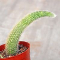 猴尾柱12厘米左右1颗+连翘花 猴尾柱 仙人掌科垂吊软毛猴尾巴管花柱属九尾狐 长毛多肉植物盆栽