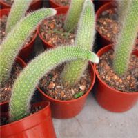 猴尾柱12厘米左右2颗+连翘花 猴尾柱 仙人掌科垂吊软毛猴尾巴管花柱属九尾狐 长毛多肉植物盆栽