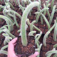 猴尾柱15到25厘米1颗送+连翘花 猴尾柱 仙人掌科垂吊软毛猴尾巴管花柱属九尾狐 长毛多肉植物盆栽