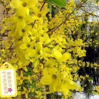 连翘花5颗+生根粉 猴尾柱 仙人掌科垂吊软毛猴尾巴管花柱属九尾狐 长毛多肉植物盆栽