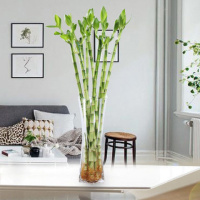 开运竹50cm高八支 富贵竹加仿真百合花竹观音竹开运竹水养植物吸甲醛办公室客厅