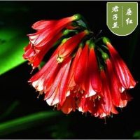 [垂红]送土+肥料+生根粉 [4-6片叶子]小苗 室内花卉君子兰盆栽桌面植物君子兰花苗当年开花精品君子兰大苗