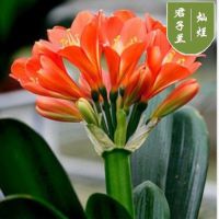 [灿烂]送土+肥料+生根粉 精品[10-12片叶子]当年开花 室内花卉君子兰盆栽桌面植物君子兰花苗当年开花精品君子兰大苗
