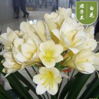 [白花]送土+肥料+生根粉 精品大苗[12-15片叶子]养养开花 室内花卉君子兰盆栽桌面植物君子兰花苗当年开花精品君子兰