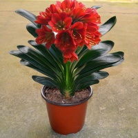 【藏红花】送土+肥料+生根粉 【9-11片叶子】当年开花 室内花卉君子兰盆栽桌面植物君子兰花苗当年开花精品君子兰大苗