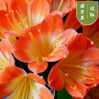 [边红]送土+肥料+生根粉 精品[10-12片叶子]当年开花 室内花卉君子兰盆栽桌面植物君子兰花苗当年开花精品君子兰大苗