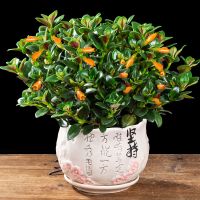 [金鱼吊兰整盆+坚持陶瓷盆]送肥+生 金鱼花吊兰盆栽四季观花植物办公室内净化空气花卉吸甲醛桌面绿植