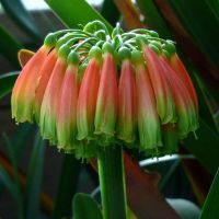 [垂笑]送土+肥料+生根粉 精品大苗[12-15片叶子]养养开花 室内花卉君子兰盆栽桌面植物君子兰花苗当年开花精品君子兰