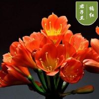 [橘红]送土+肥料+生根粉 精品[10-12片叶子]当年开花 室内花卉君子兰盆栽桌面植物君子兰花苗当年开花精品君子兰大苗