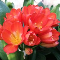 [映红]送土+肥料+生根粉 精品[10-12片叶子]当年开花 室内花卉君子兰盆栽桌面植物君子兰花苗当年开花精品君子兰大苗