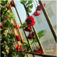 1.6米60朵玫瑰花藤枣色 仿真装饰玫瑰花藤假花藤条塑料花水管扶手空调管道吊顶壁挂藤蔓