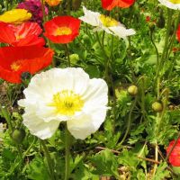 白色 3万粒 五万粒冰岛虞美人花种四季易活易种庭院阳台绿化盆栽花期长花种子