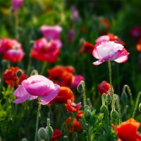 粉色 1万粒 五万粒冰岛虞美人花种四季易活易种庭院阳台绿化盆栽花期长花种子