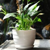 单个白色旋转花盆 中号14厘米 花盆陶瓷简约清仓特价特大号大号托盘创意塑料吊兰带绿萝多肉花盆