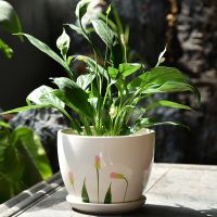 单个蒲公英花盆 小号10厘米 花盆陶瓷简约清仓特价特大号大号托盘创意塑料吊兰带绿萝多肉花盆