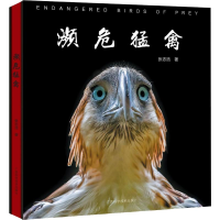 音像濒危猛禽张志浩