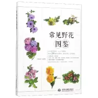 音像常见野花图鉴编者:王意成