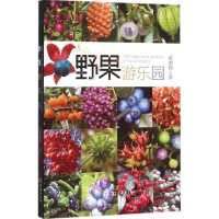 音像野果游乐园黄丽锦 著