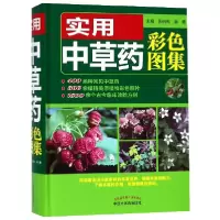 音像实用草彩色图集(精)编者:张晓燕//谢勇
