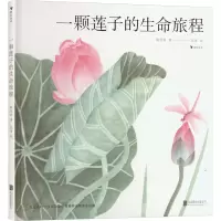 音像一颗莲子的生命旅程陈莹婷
