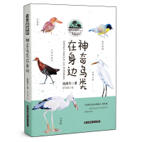 音像鸟类在身边张海华