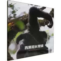 音像西黑冠长臂猿润宁,山岚 著