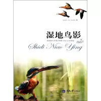 音像湿地鸟影/自然随笔丛书/好奇心书系宋晓杰