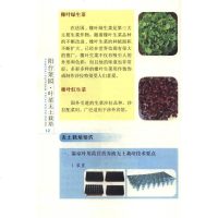 [二手8成新]阳台菜园:叶菜无土栽培 9787204124770