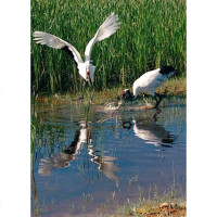 [二手8成新]国湿地百科书 9787530437971