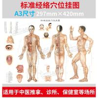 穴位图 A3标准经络穴位挂图 高清大图A3尺寸 适用用广泛中医推拿按摩取穴针灸拔罐刮痧