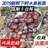 顺丰5斤2019下树板栗生新鲜带壳板栗3斤红壳甘栗乌栗子生吃