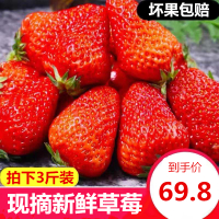 四川大凉山草莓3斤装 当季新鲜现摘水果 香甜多汁