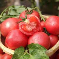 【靓果汇】露天西红柿大番茄5斤装 沙瓤细腻 健康营养