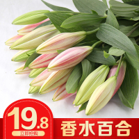 混色多头百合水养鲜花 鲜花花束 15朵百合(15朵=15个花苞,不是15枝!)