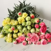 云南康乃馨鲜切花