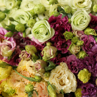 云南桔梗鲜切花